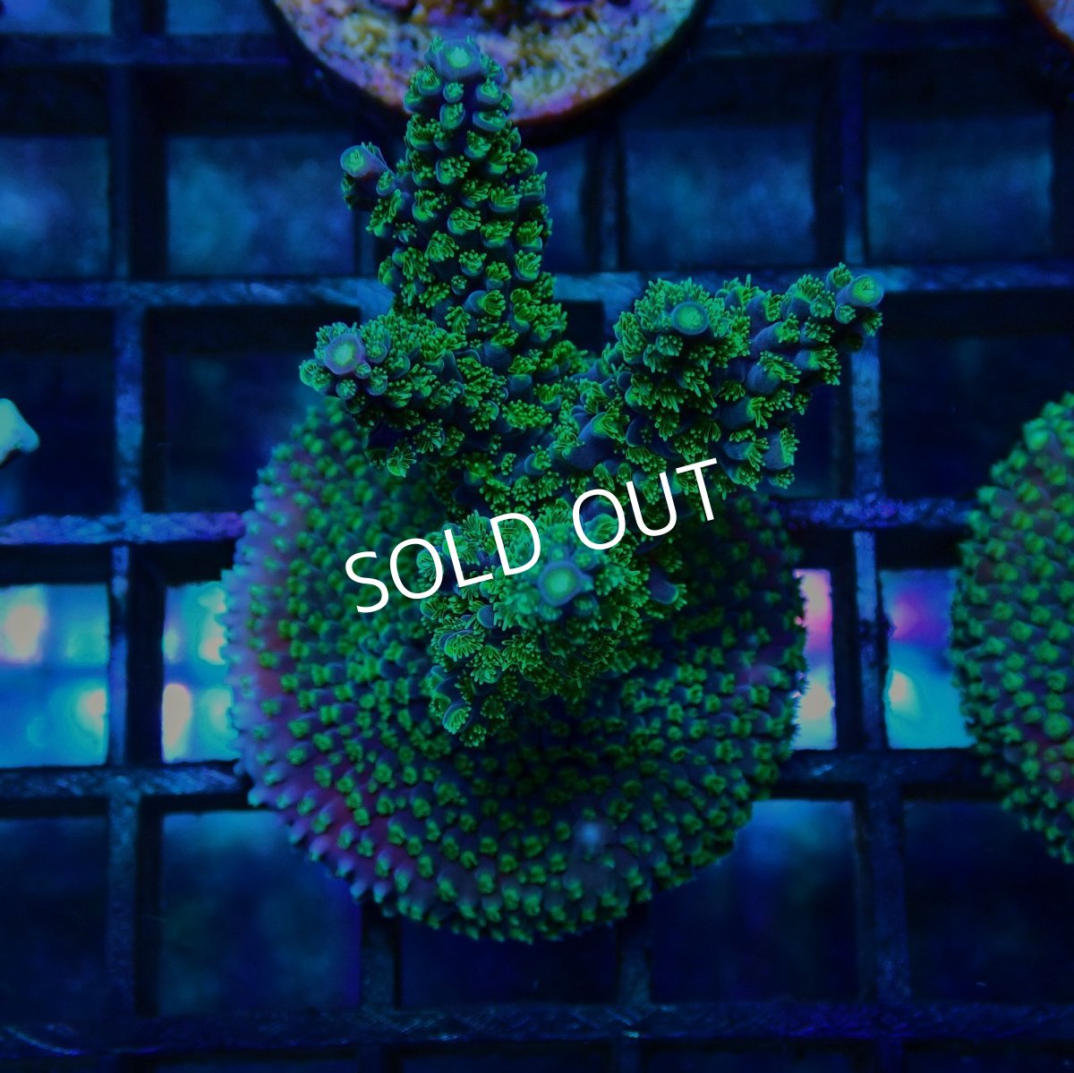 画像1: CE Acro Violet Crumble No.1 (1)