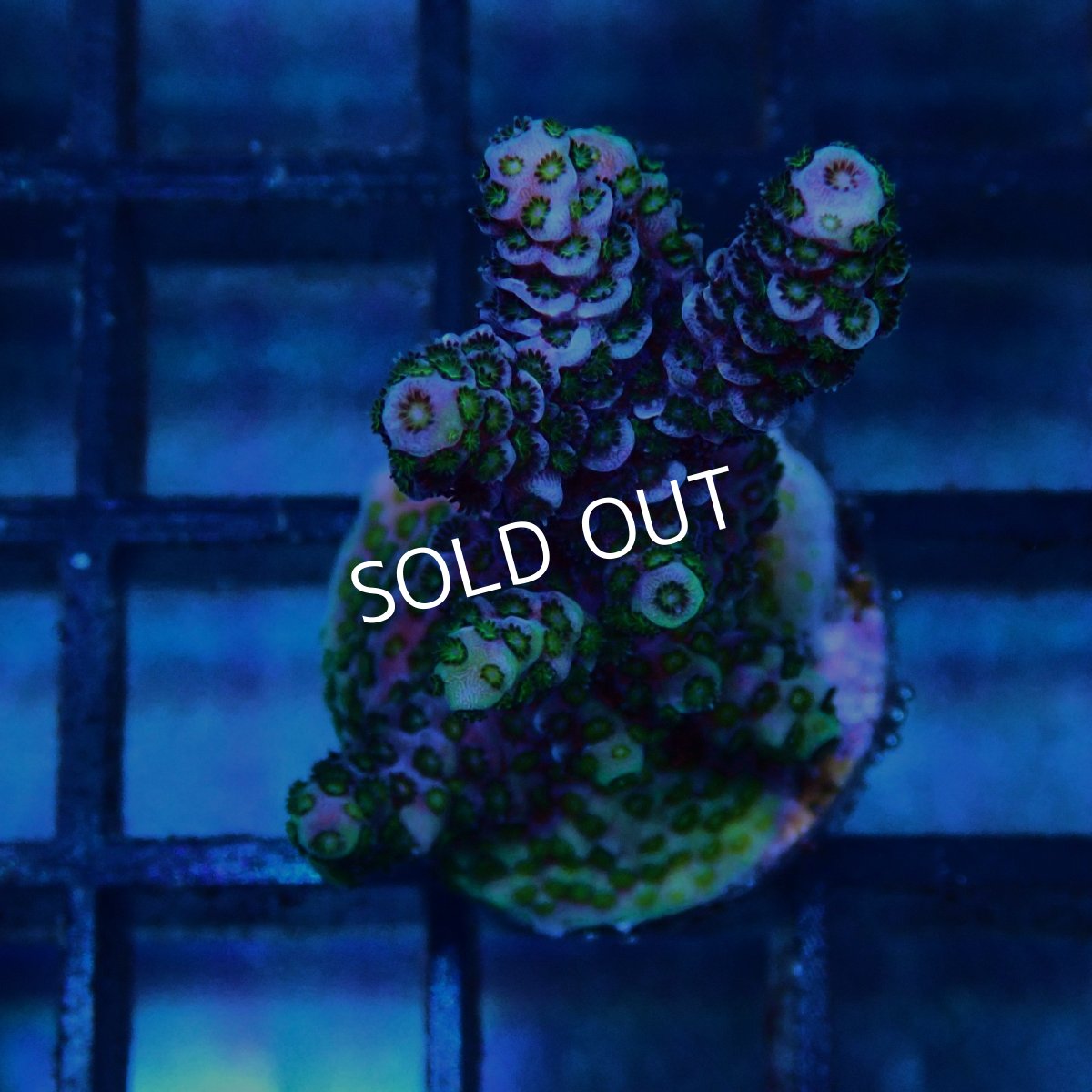 画像1: CE Acro Mille Purple No.2 (1)