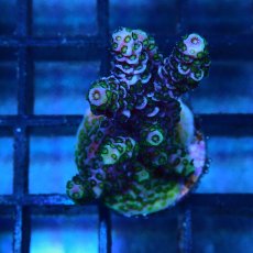 画像1: CE Acro Mille Purple No.2 (1)