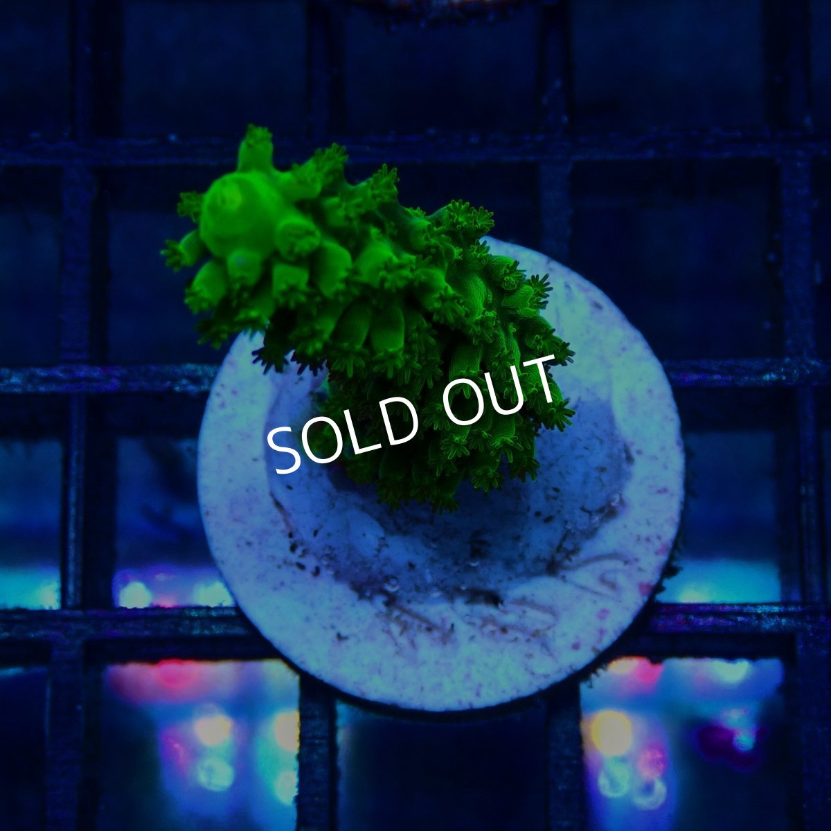 画像1: CE Acro Dallas (1)