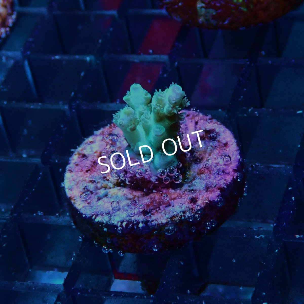 画像2: CE Acro Pearl Ghost No.1 (2)