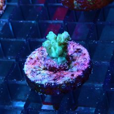 画像2: CE Acro Pearl Ghost No.1 (2)