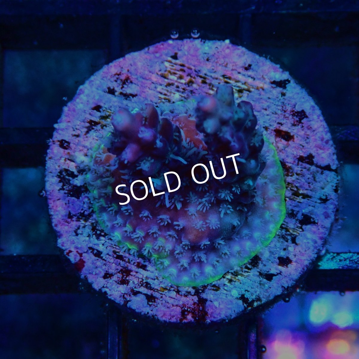 画像1: CE Acro Grandma's Chin No.2 (1)