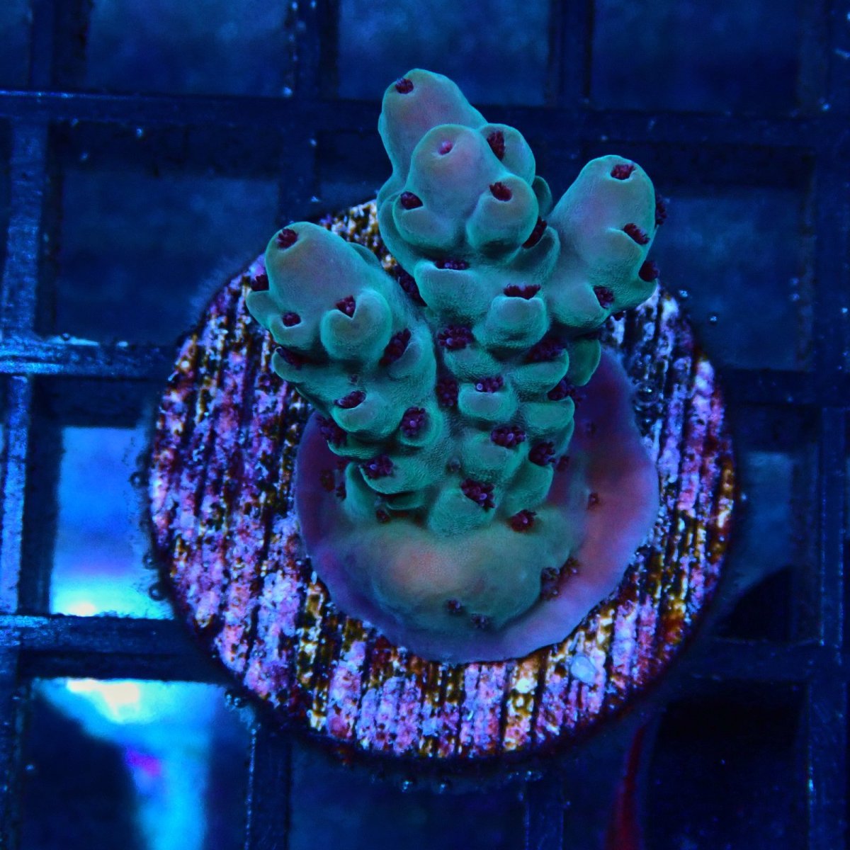 画像1: CE Acro Deep Water Blue No.1 (1)