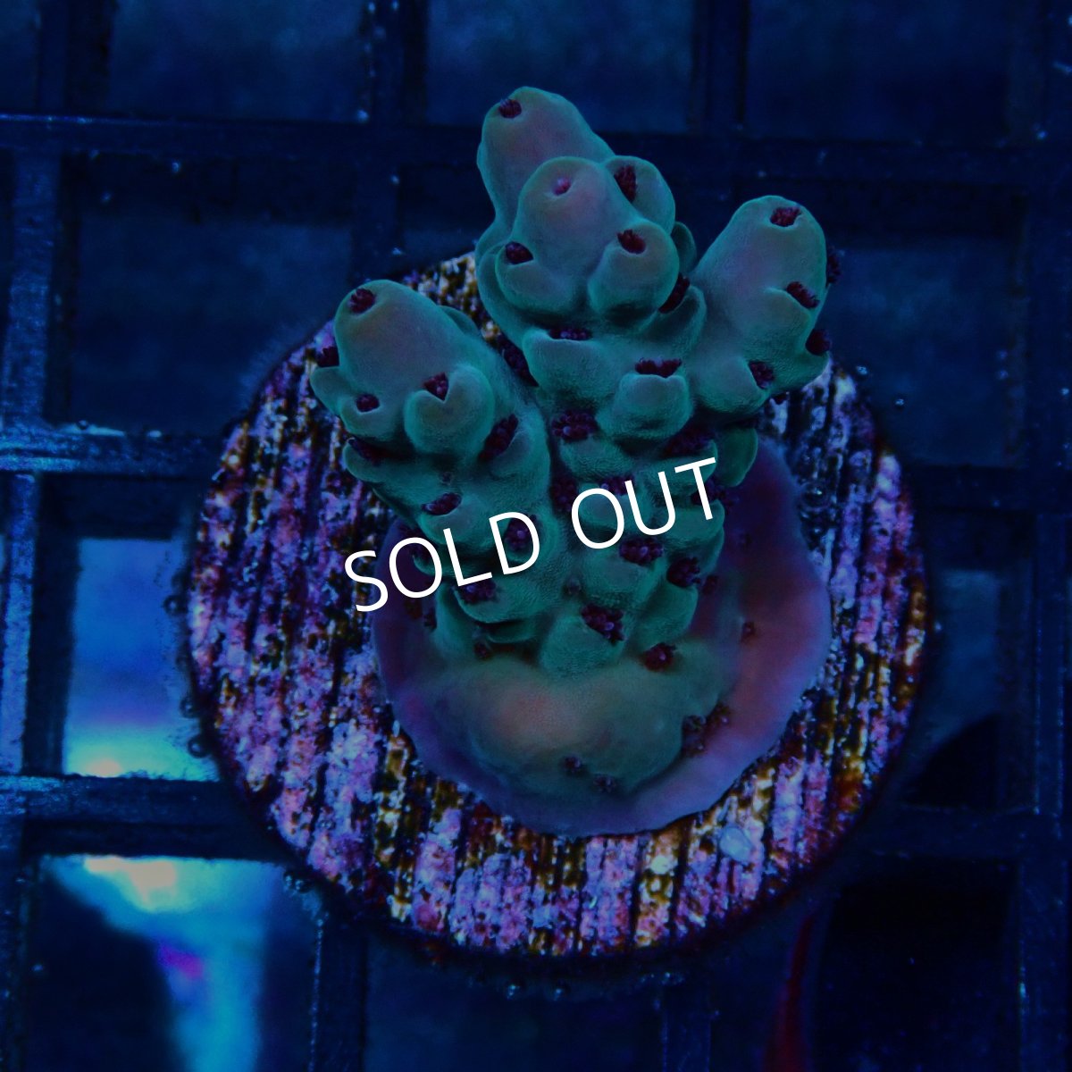 画像1: CE Acro Deep Water Blue No.1 (1)