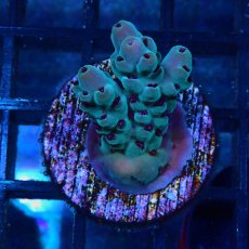 画像1: CE Acro Deep Water Blue No.1 (1)