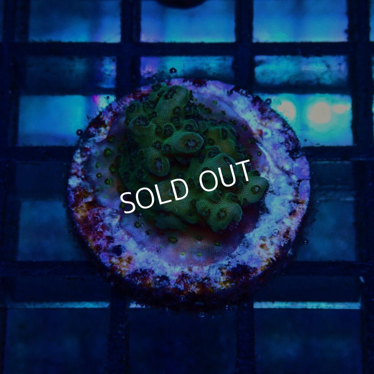 画像1: CE Acro Aurora No.1 (1)