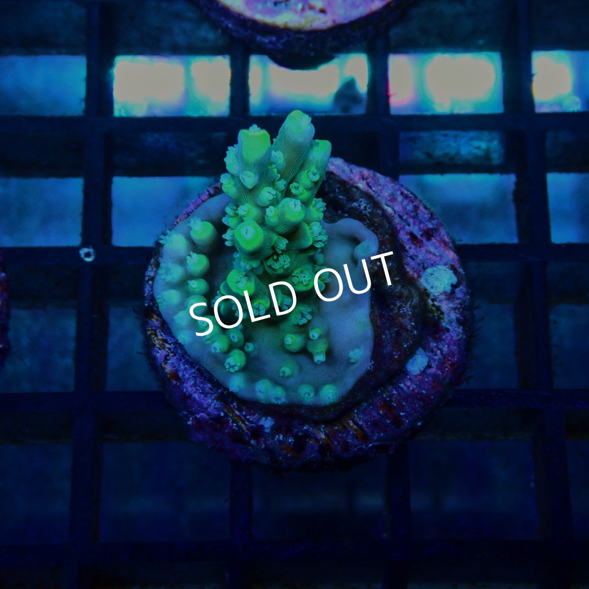 画像1: CE Acro Stink face No.1 (1)