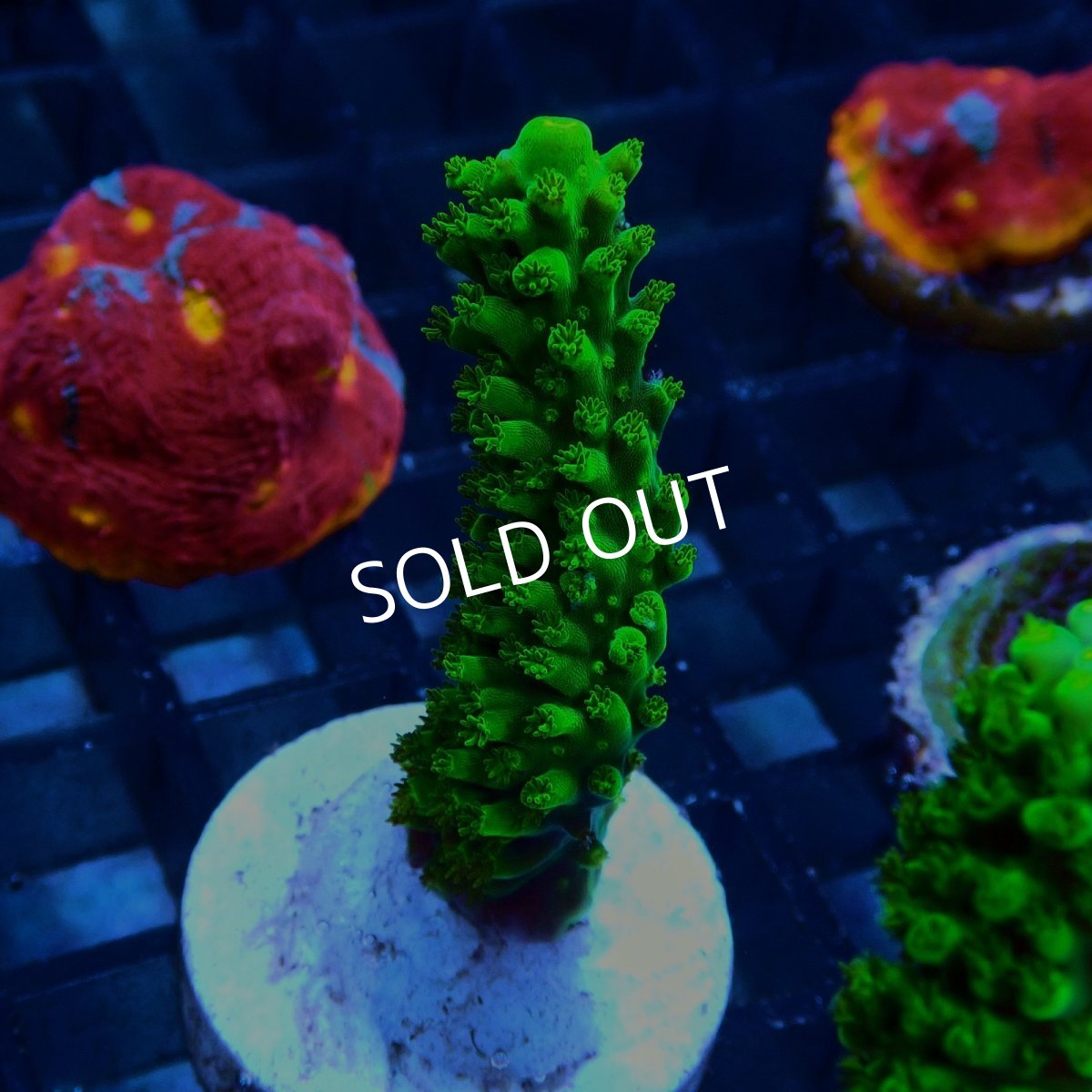 画像2: CE Acro Dallas (2)