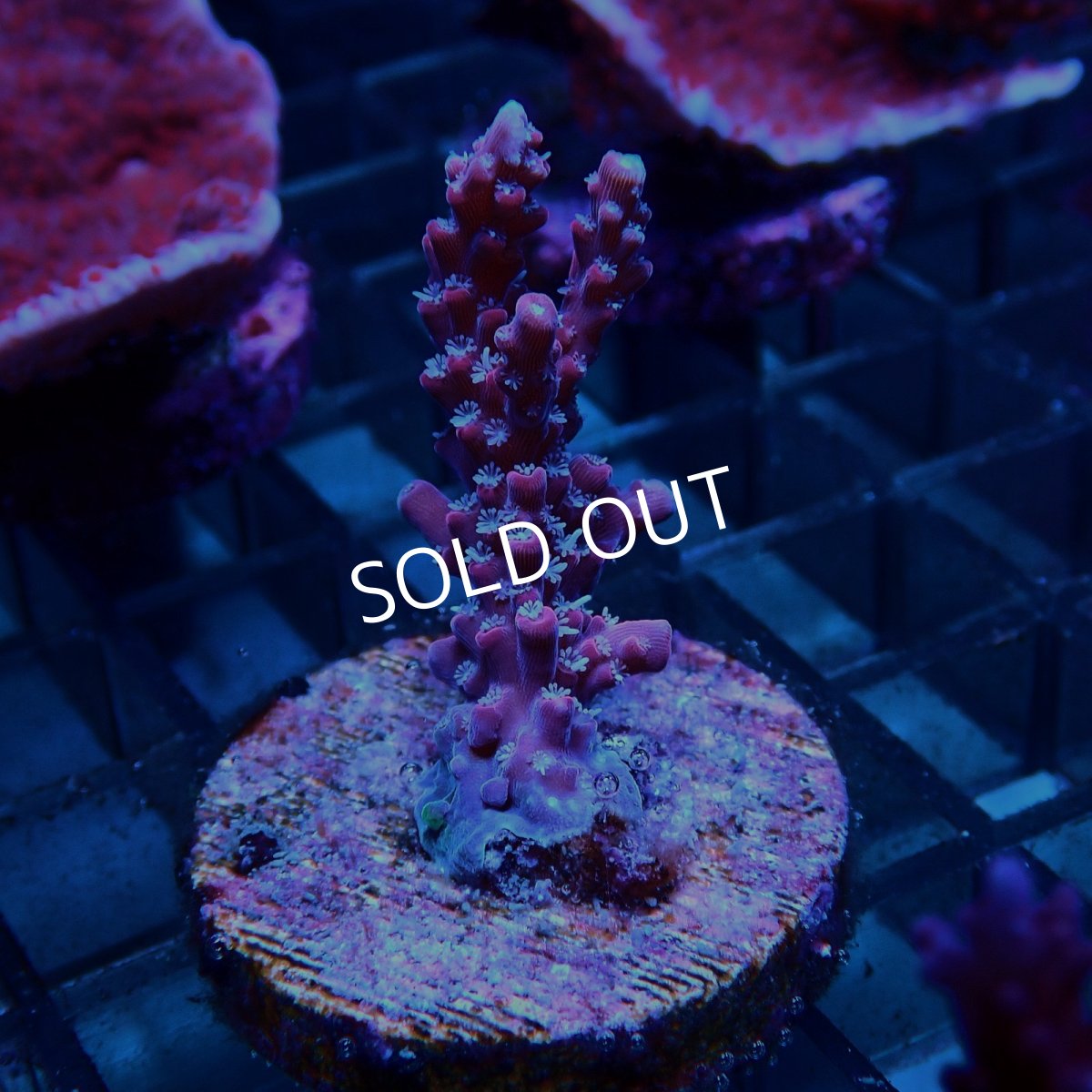 画像2: CE Acro Grandma's Chin No.1 (2)