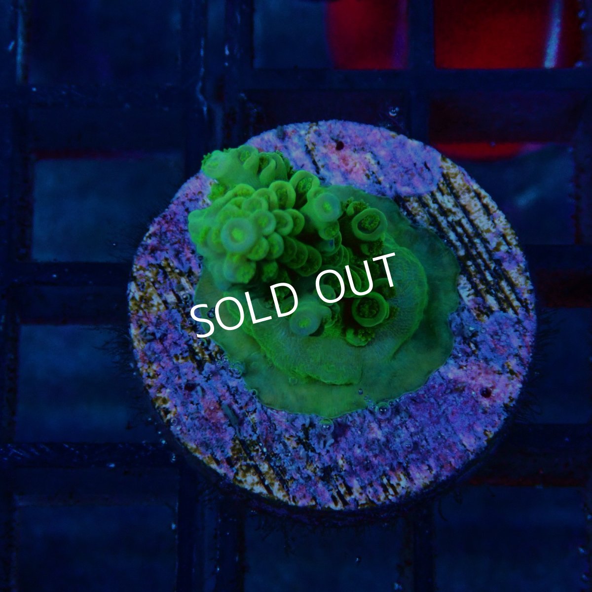 画像1: CE Acro Tenuis Green No.2 (1)