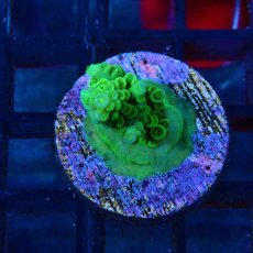 画像1: CE Acro Tenuis Green No.2 (1)
