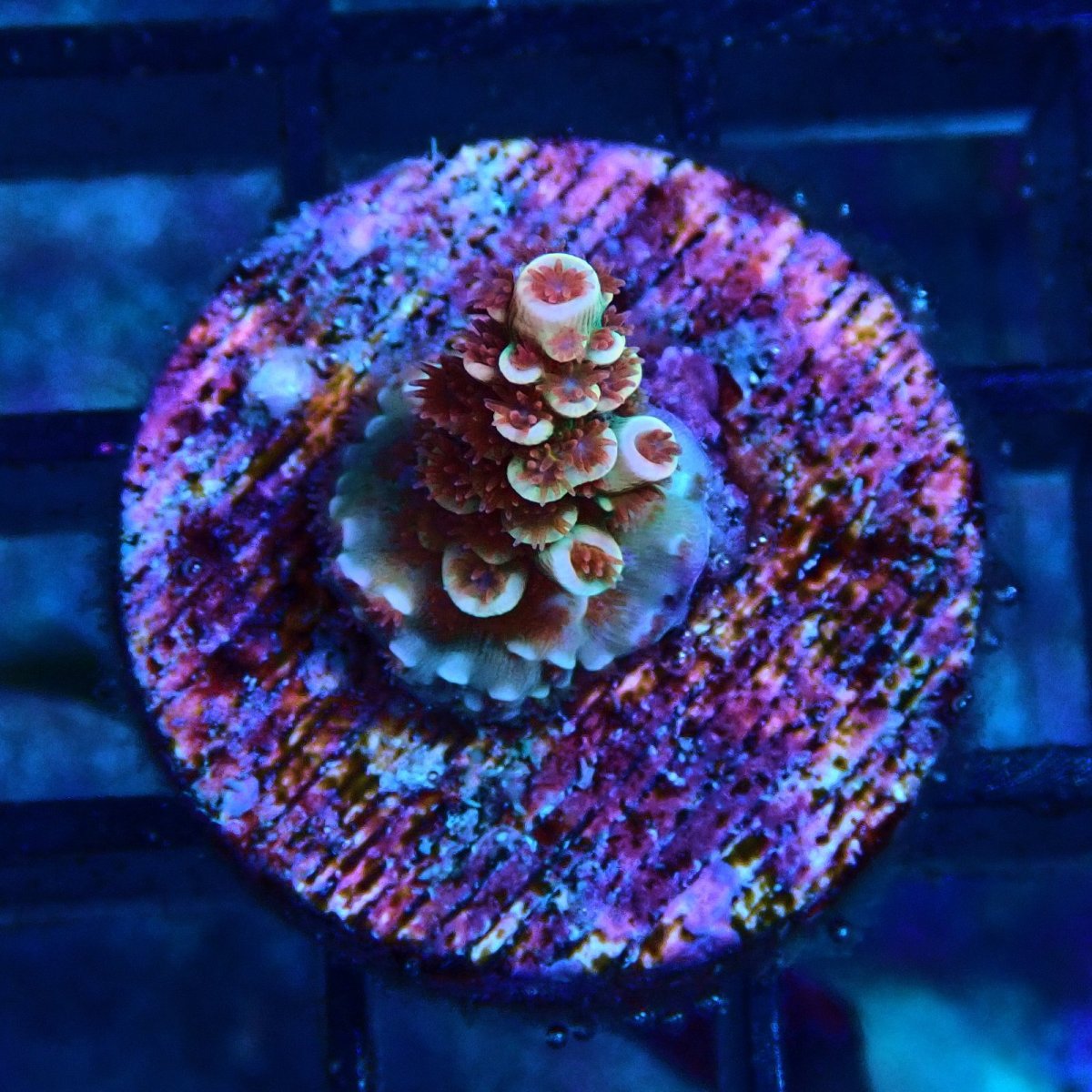 画像1: CE Acro Cherry Bomb (1)