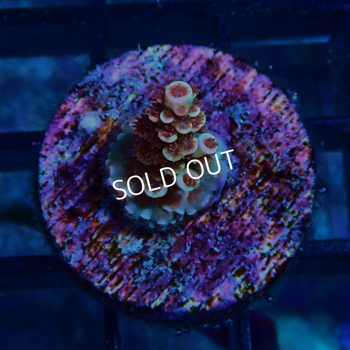 画像1: CE Acro Cherry Bomb (1)