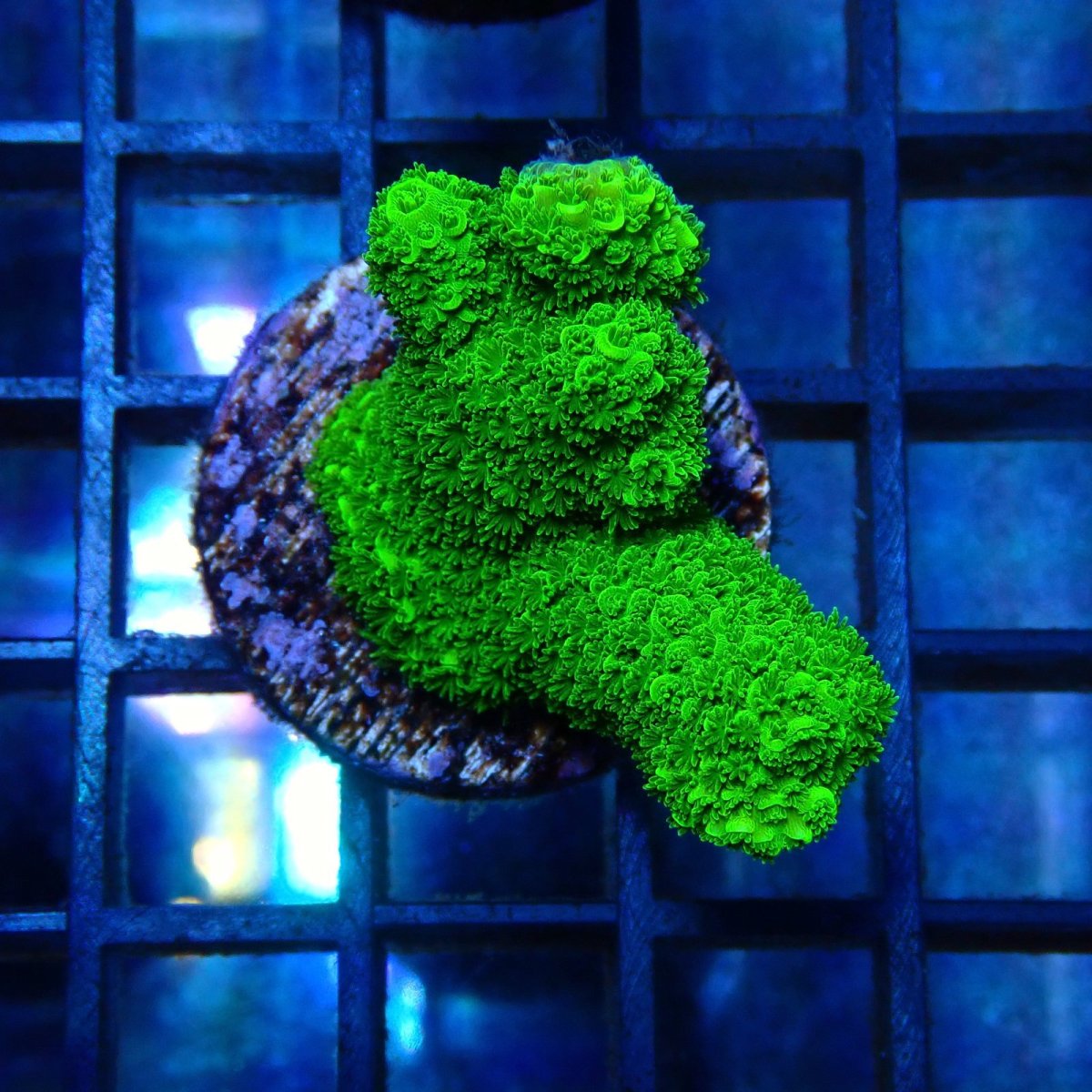 画像1: CE Acro Aspera Green No.1 (1)