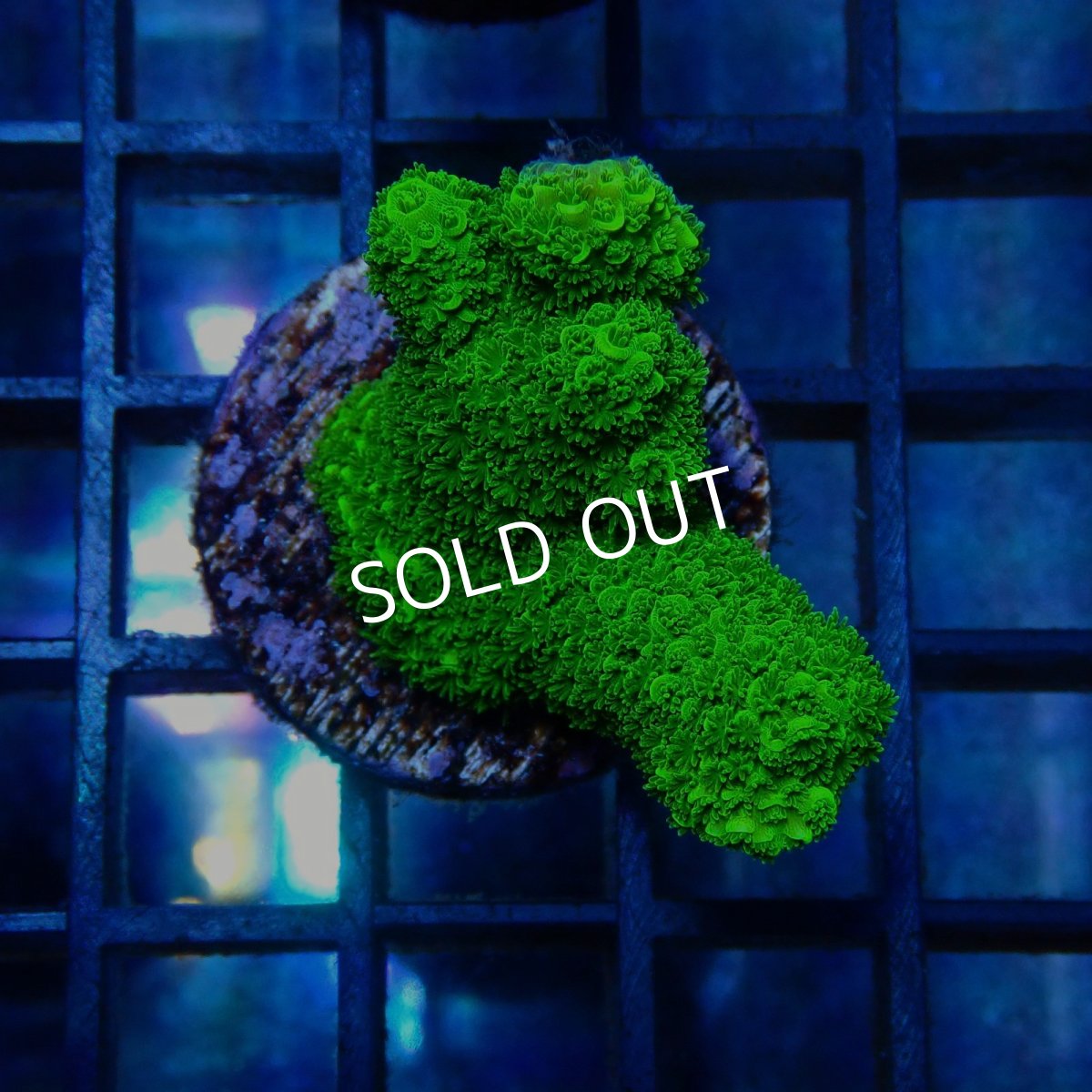 画像1: CE Acro Aspera Green No.1 (1)