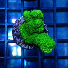 画像1: CE Acro Aspera Green No.1 (1)