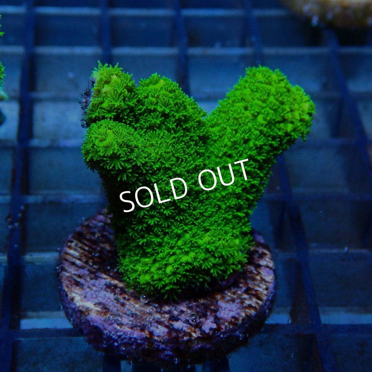 画像2: CE Acro Aspera Green No.1 (2)