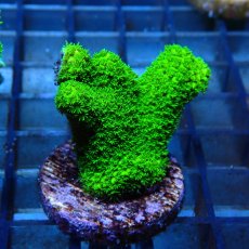画像2: CE Acro Aspera Green No.1 (2)