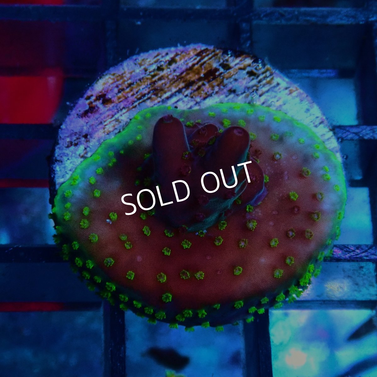 画像1: CE Acro Fox Flame (1)