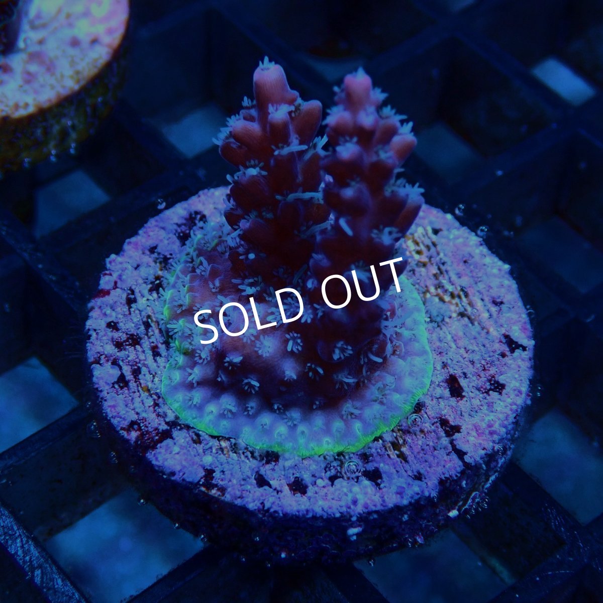 画像2: CE Acro Grandma's Chin No.2 (2)