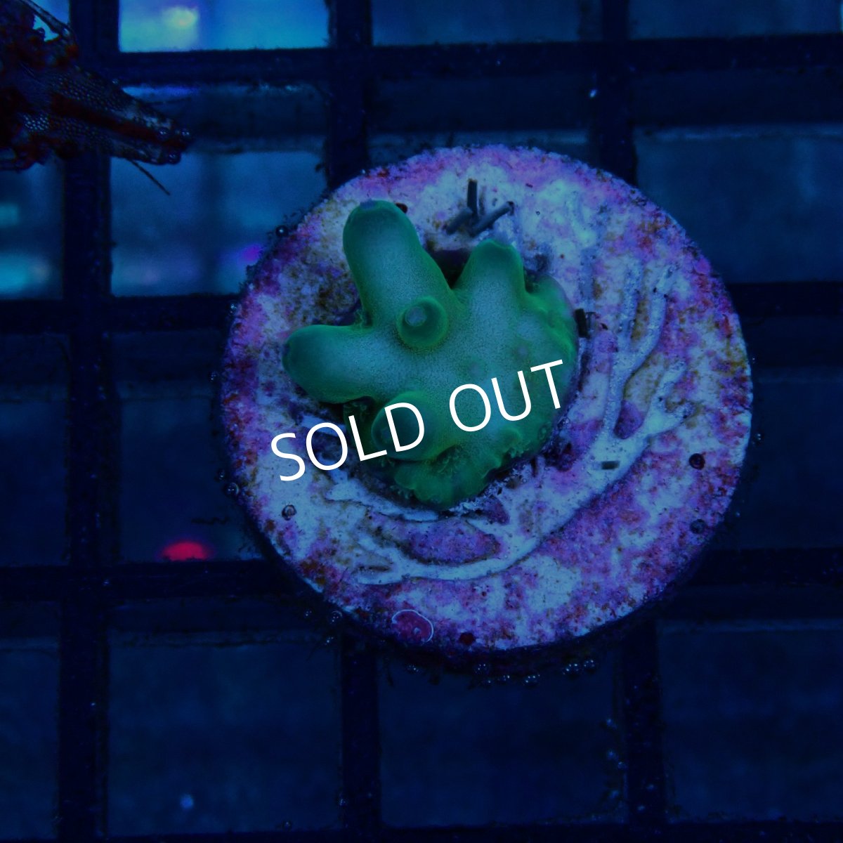 画像1: CE Acro Fakeinata No.1 (1)