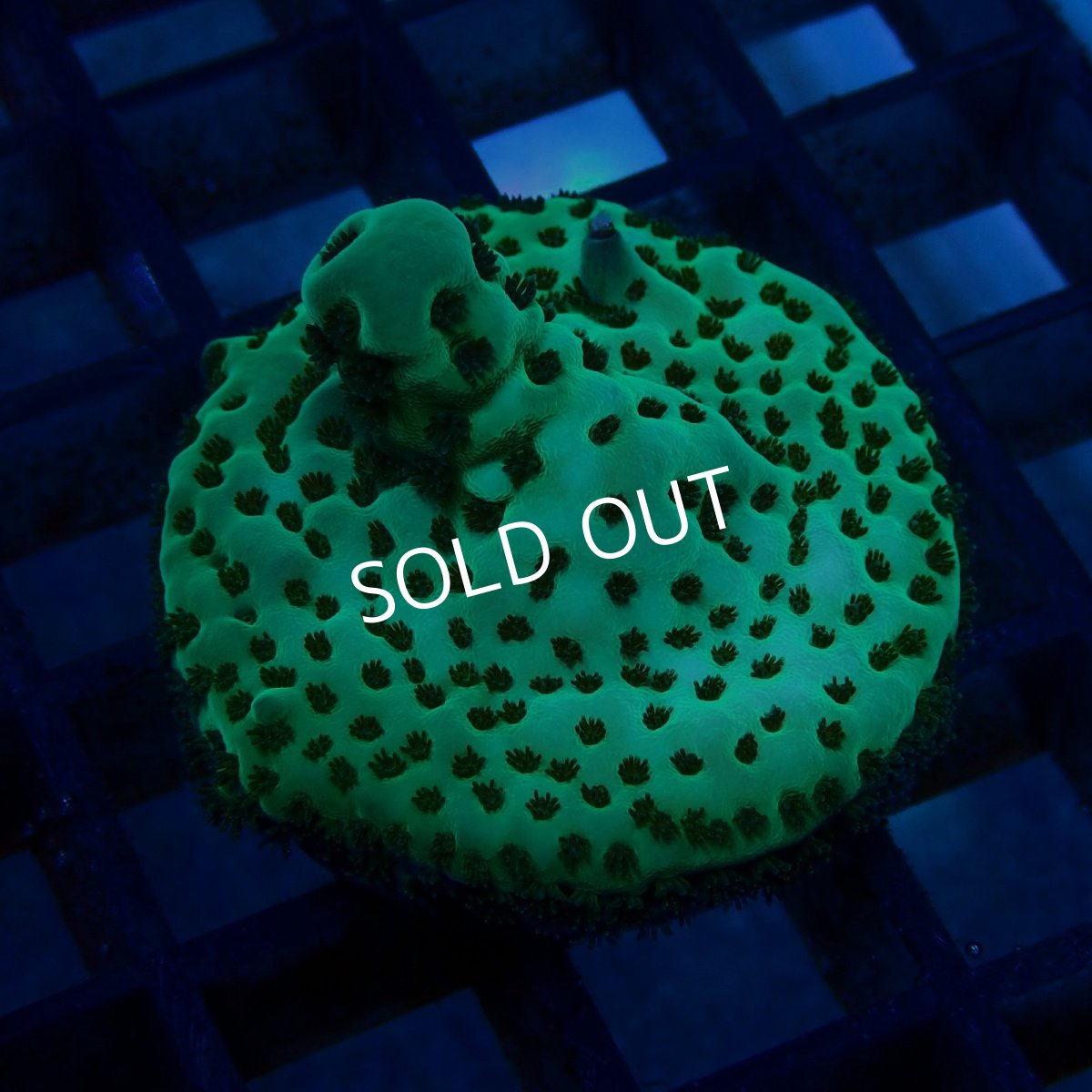 画像2: CE Acro Sarmentosa (2)