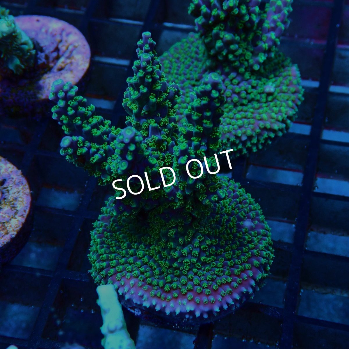 画像2: CE Acro Violet Crumble No.1 (2)