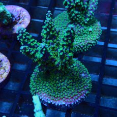 画像2: CE Acro Violet Crumble No.1 (2)