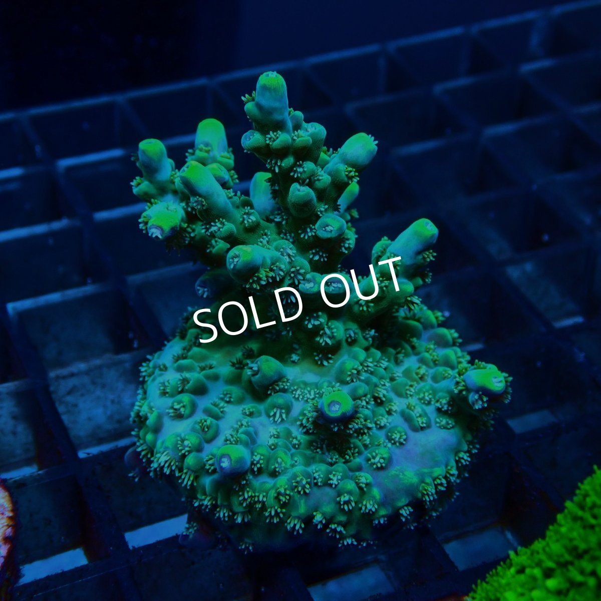 画像2: CE Acro Carduus (2)