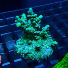 画像2: CE Acro Carduus (2)