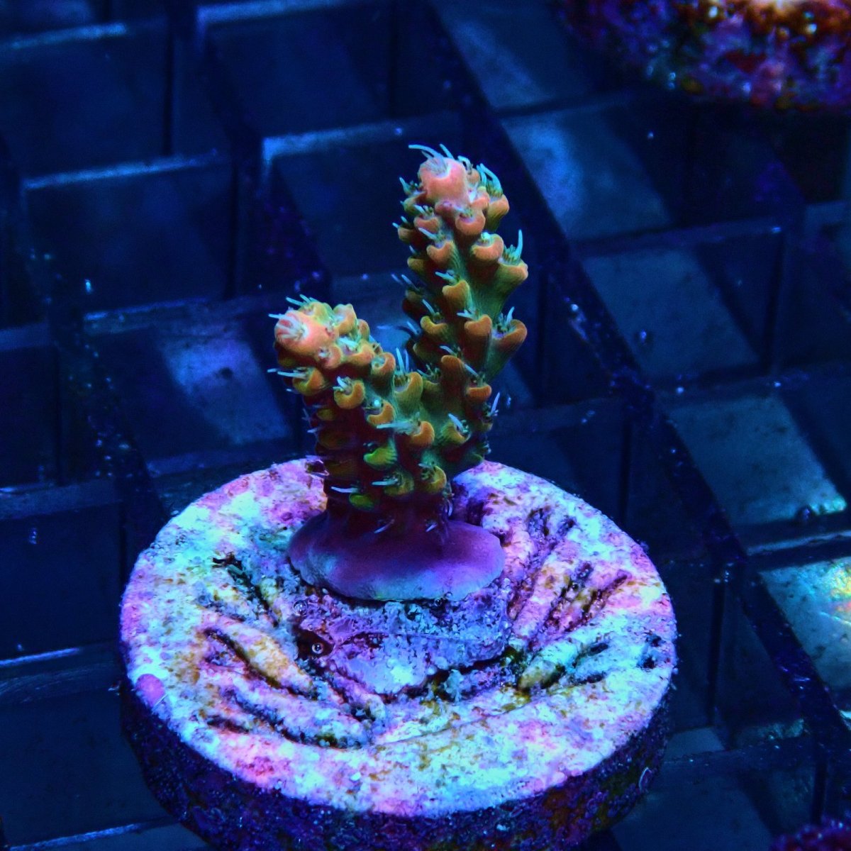 画像1: CE Acro Lemonade Orange Tip No.1 (1)
