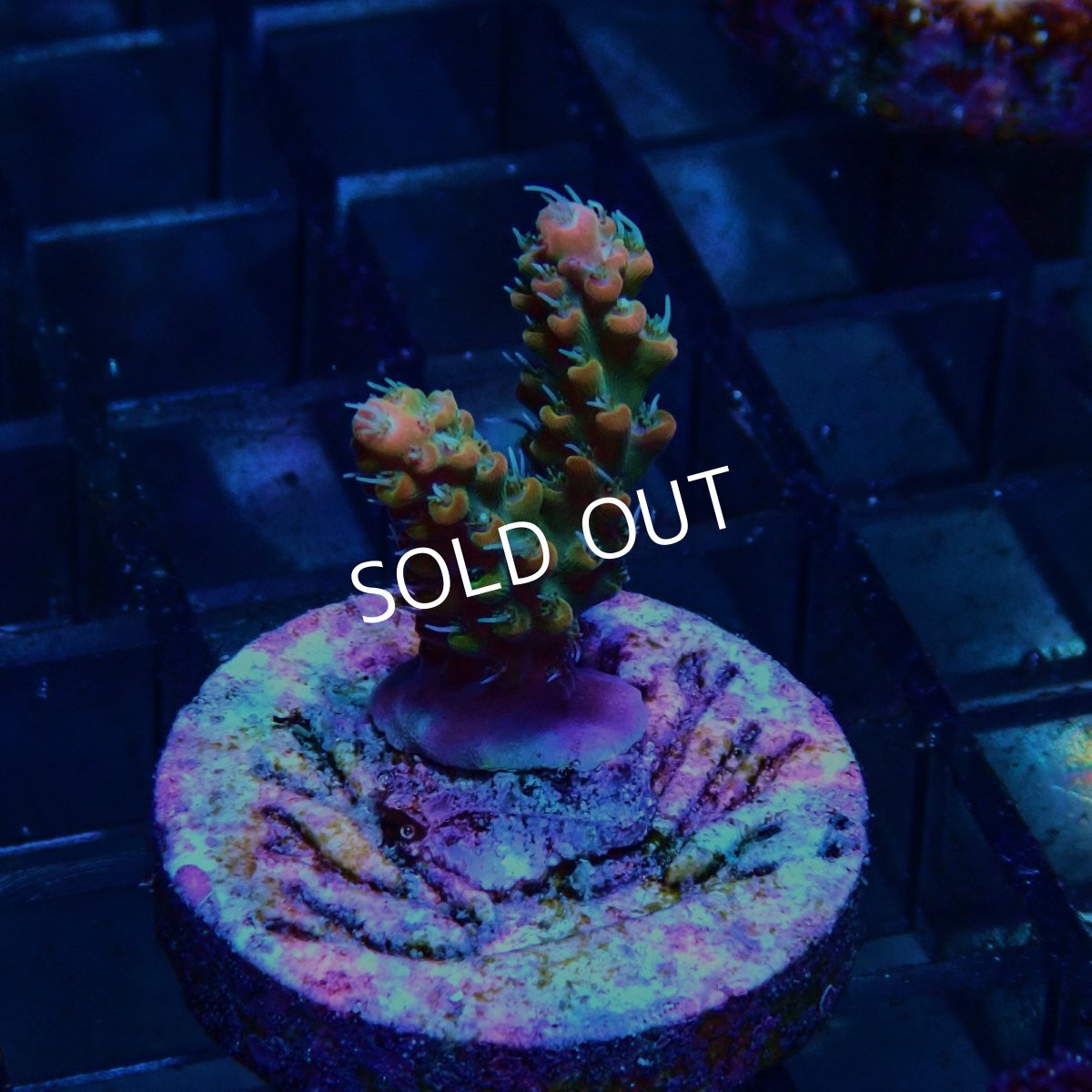 画像1: CE Acro Lemonade Orange Tip No.1 (1)