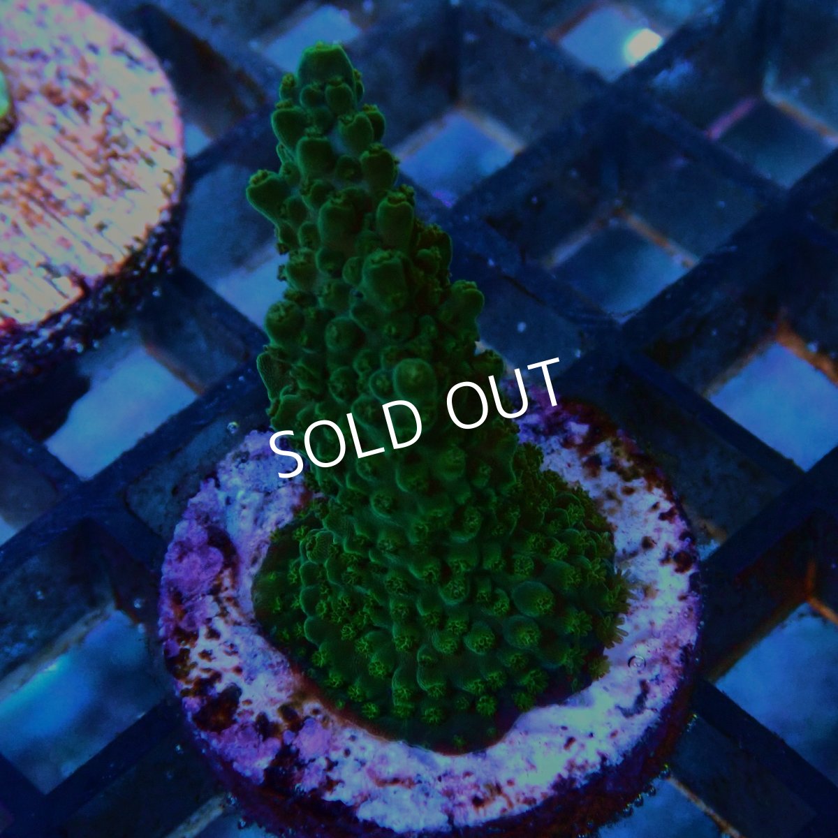 画像2: CE Acro Green Purple Meanie No.1 (2)