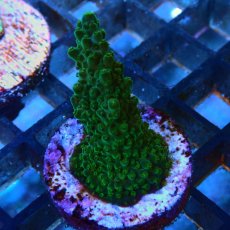 画像2: CE Acro Green Purple Meanie No.1 (2)
