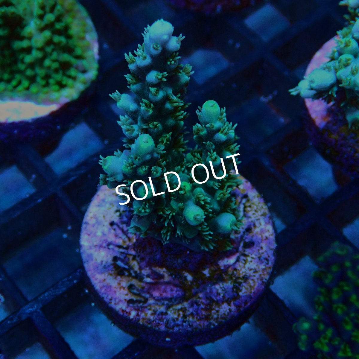 画像2: CE Acro Stink face No.1 (2)