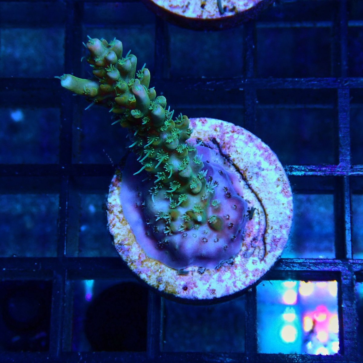 画像1: CE Acro Lemonade Orange Tip No.3 (1)
