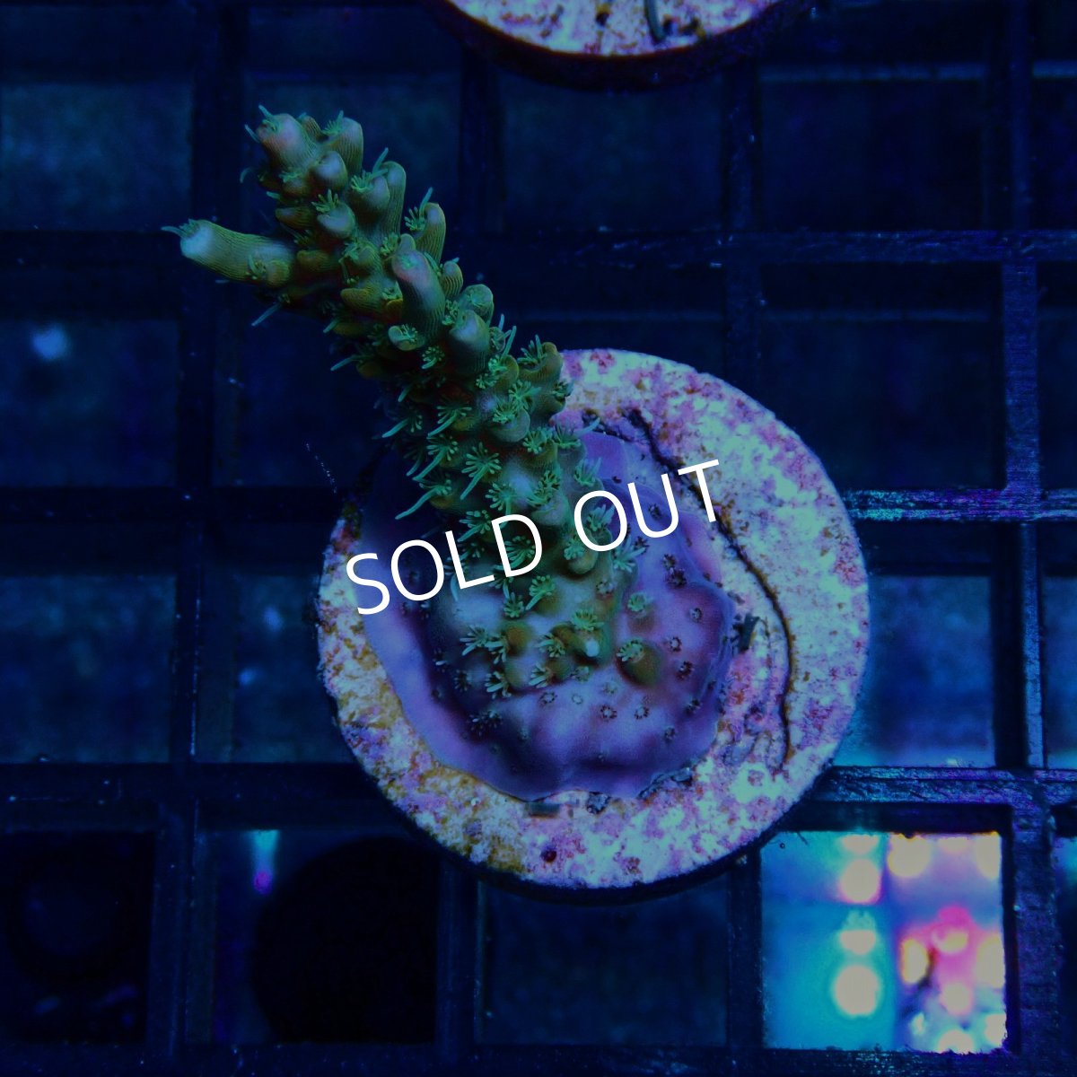 画像1: CE Acro Lemonade Orange Tip No.3 (1)