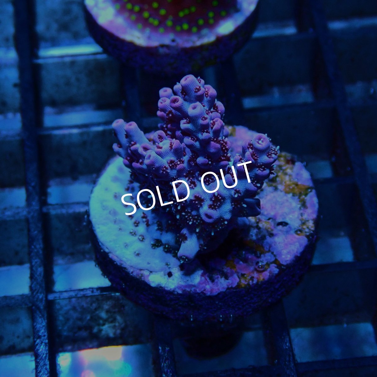 画像2: CE Acro Hyacinth PinknBloo (2)