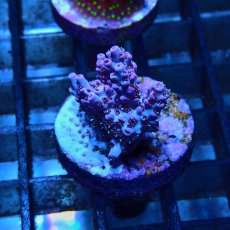 画像2: CE Acro Hyacinth PinknBloo (2)
