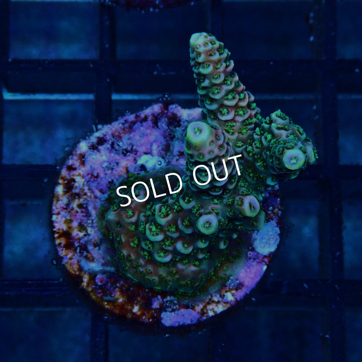 画像1: CE Acro Mille Copper/Red No.2 (1)