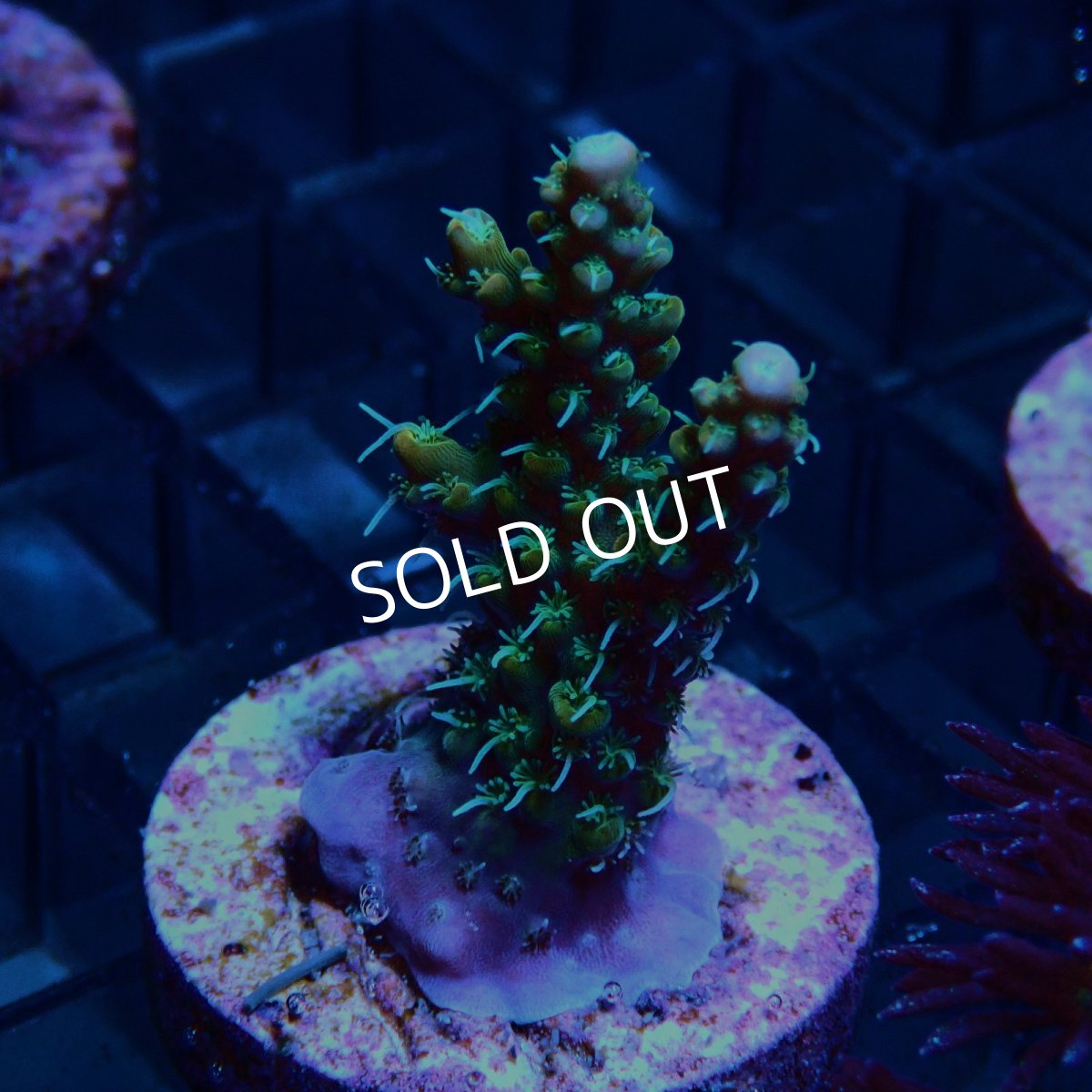 画像2: CE Acro Lemonade Orange Tip No.2 (2)