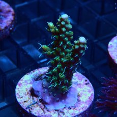 画像2: CE Acro Lemonade Orange Tip No.2 (2)