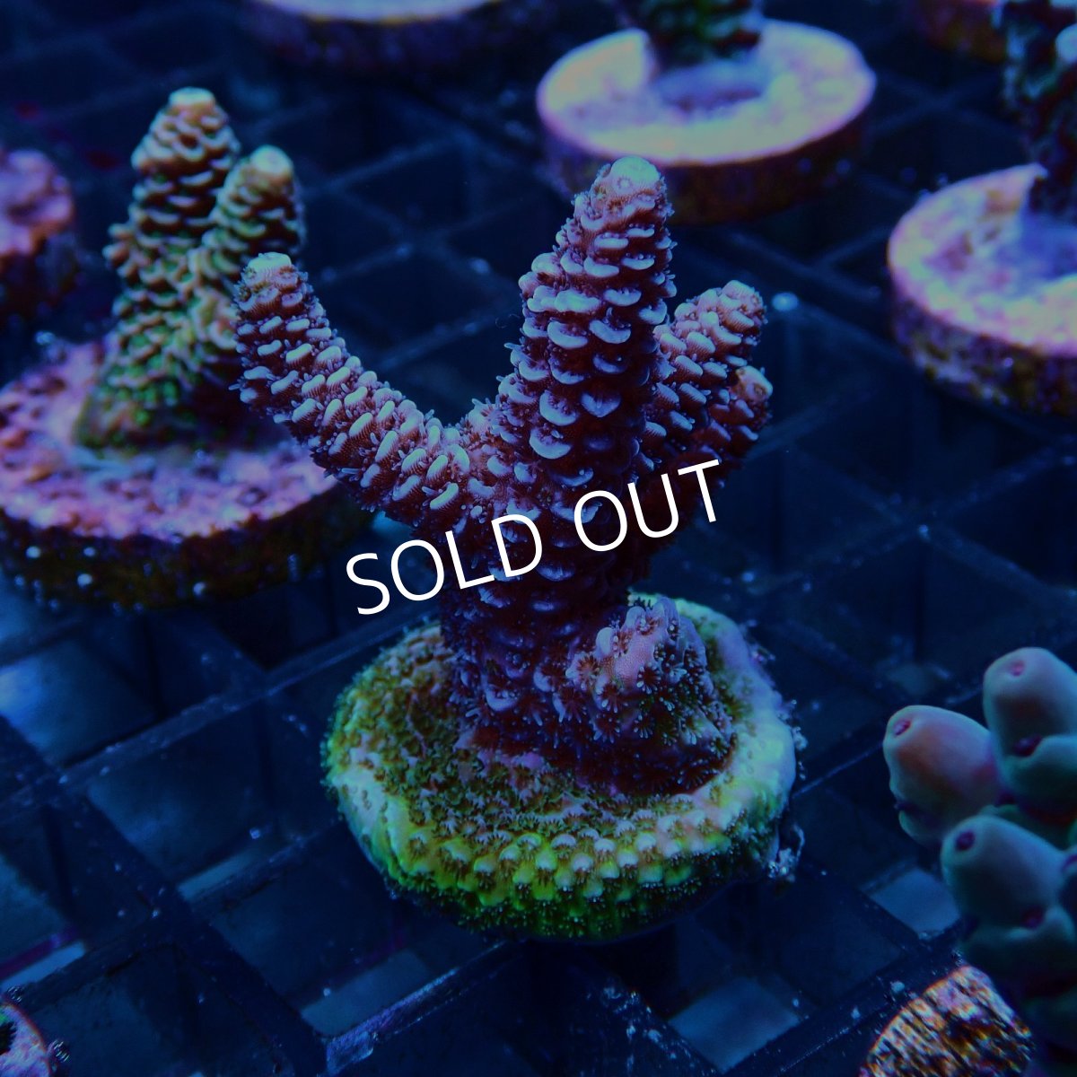 画像2: CE Acro Mille Purple No.1 (2)