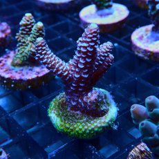 画像2: CE Acro Mille Purple No.1 (2)