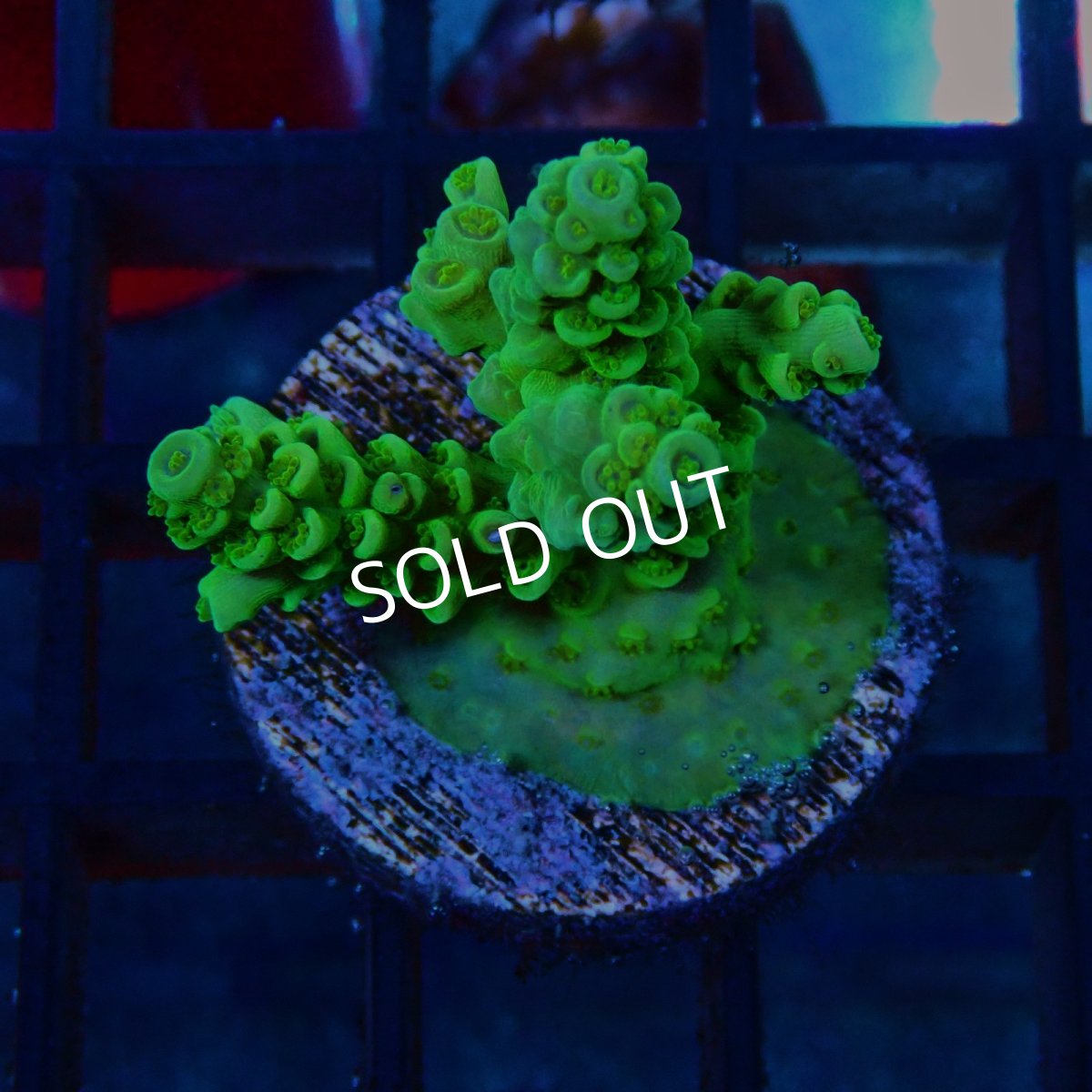 画像1: CE Acro Tenuis Green No.1 (1)