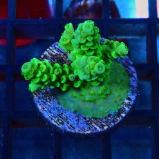 画像1: CE Acro Tenuis Green No.1 (1)