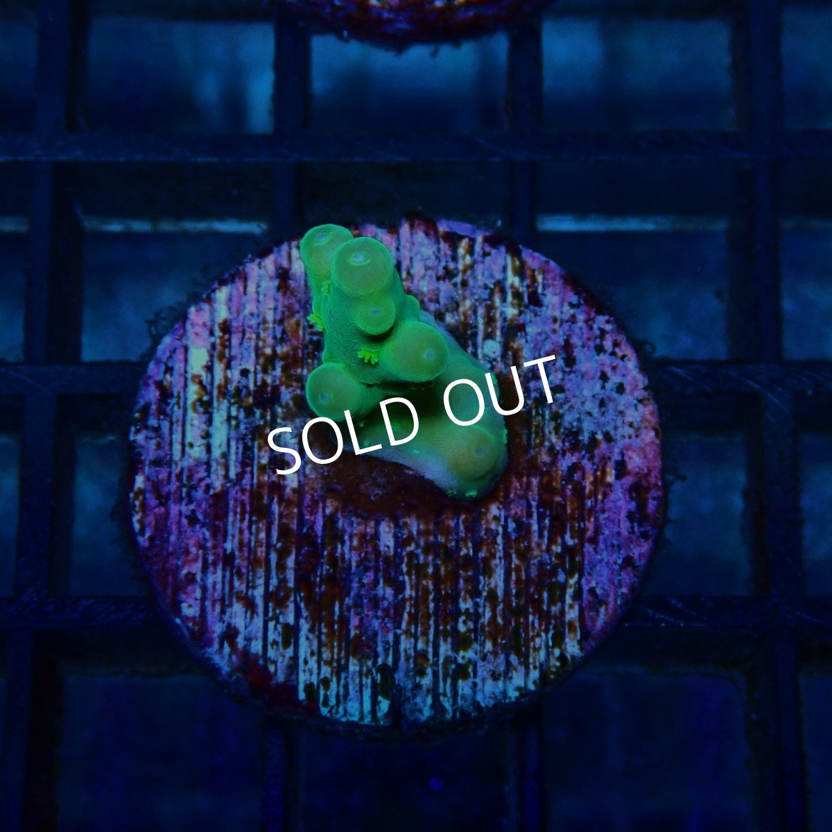 画像1: CE Acro Loripes Mint Green No.1 (1)