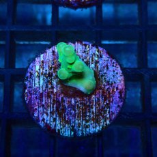 画像1: CE Acro Loripes Mint Green No.1 (1)