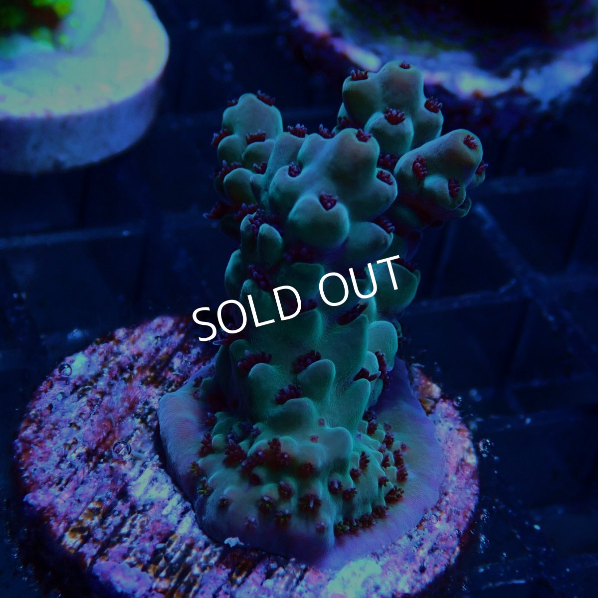 画像2: CE Acro Deep Water Blue No.2 (2)